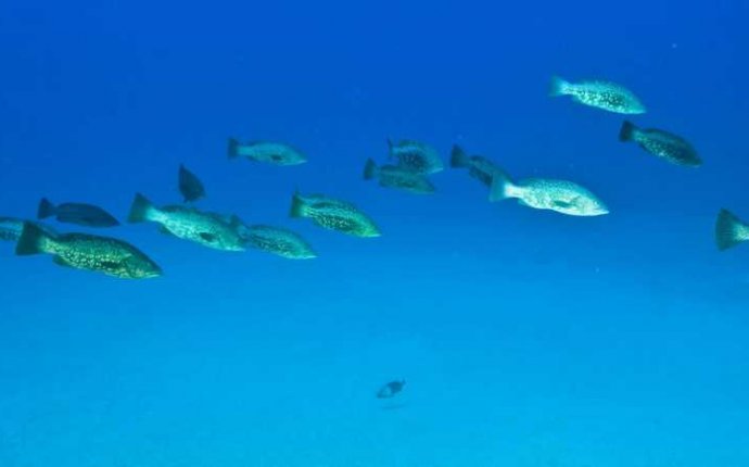 Diving in Gran Canaria - Scuba and Snorkelling Guide