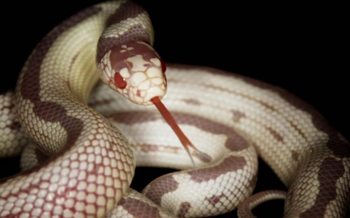 Gran Canaria snake invasion