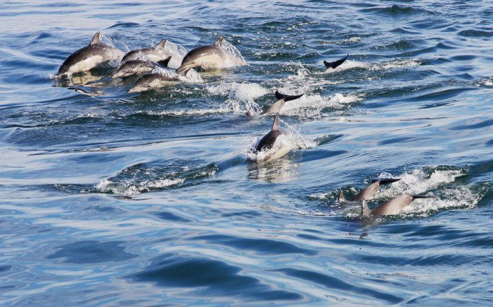 Gran Canaria, the sea of dolphins |