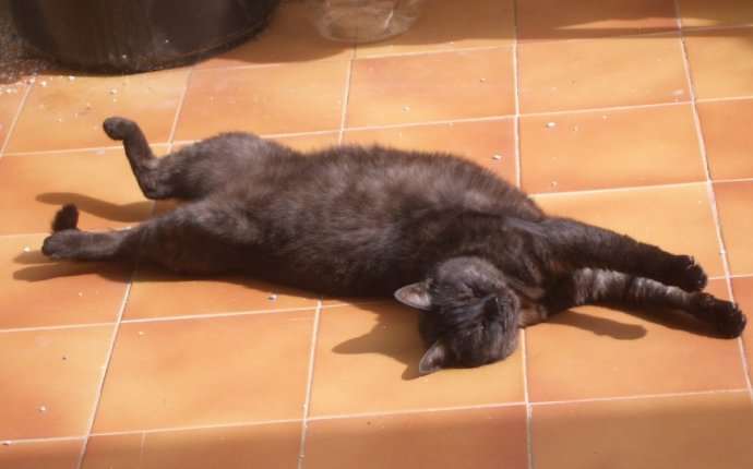 Search Results for “weather in gran canaria in february” – The