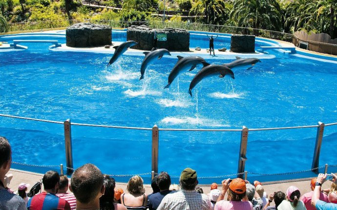 Palmitos Park Gran Canaria Swim with Dolphins