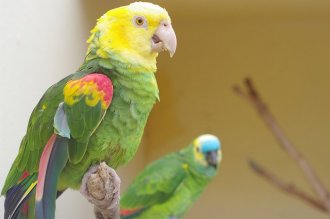 Amazonian parrots at Tropical Park in Haria in Lanzarote, Canary Islands