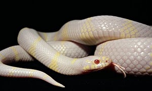 An albino king snake