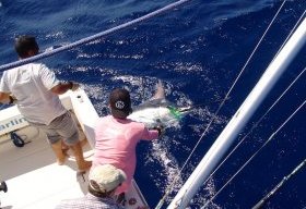 blue marlin gran canaria fishing