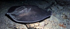 dive with stingray in gran Canaria