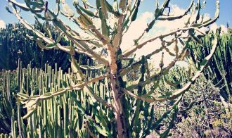Jardín Botánico Viera y Clavijo Jardín Botánico Viera y Clavijo